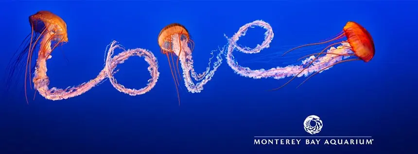 Juan Botero | Monterey Bay Aquarium